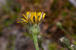 Hairy cat's ear